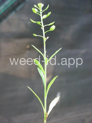 pepperweed, Virginia